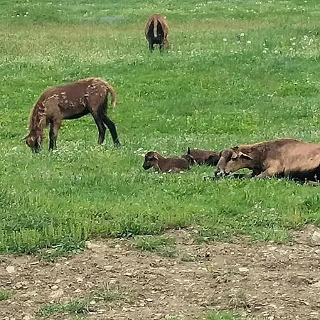Parkowa Hubal Konukevi Rabka-Zdrój